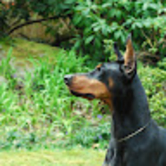 katetdobermans